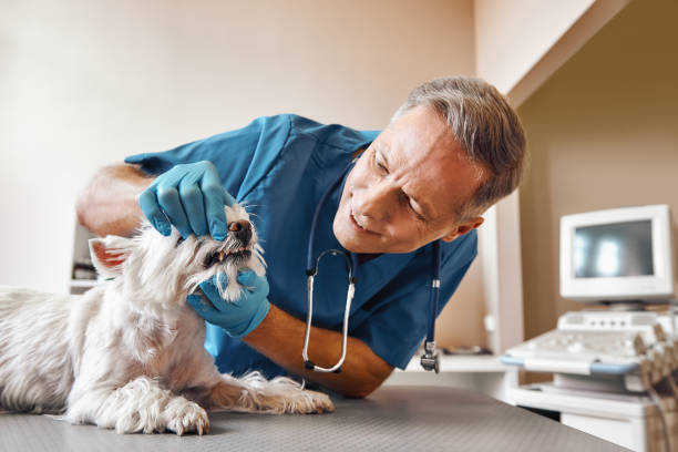 Best Urgent Dental Care for Toothache in Dana, NC